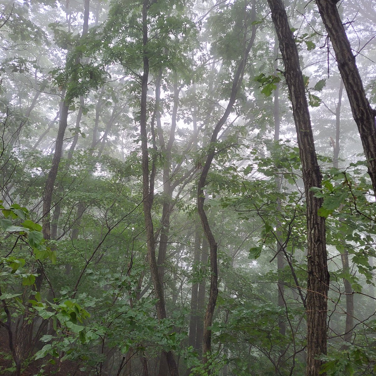 오전에 산에서 소나기를 만났다.
땀에 젖었던 몸이 다시 비에 젖었다.
산을 다시 오르며 삶이 더 단순해졌다.
사람을 만나 듣던 이야기를 숲에서 듣는다.
사랑은 늘 돌아서는 순간에도 그리웠는데 산을 향한 마음도 그를 닮아서 내려오면 다시 오르고 싶다.
수고를 다해 숲을 만난다.
사랑인 것이다.