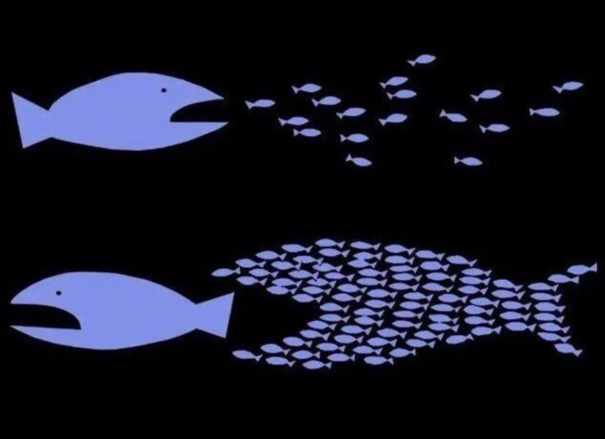 Trabajar en equipo marca la diferencia... 🐟