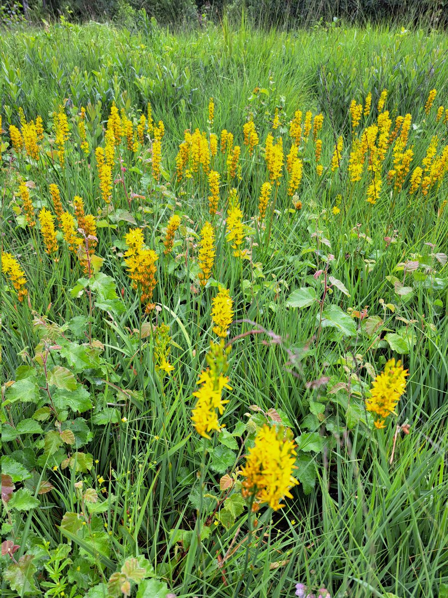 De schitterend gekleurde beenbreek staat momenteel in volle bloei in meerdere gebieden in #Twente #Voltherbroek #Stroothuizen