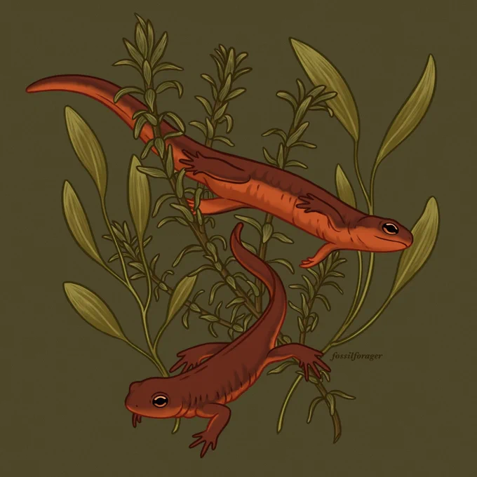Happy #PortfolioDay!  I'm Nicole, an illustrator + designer who is passionate about ecology &amp; the natural world! Would love to work on some science comm projects/freelance!!   