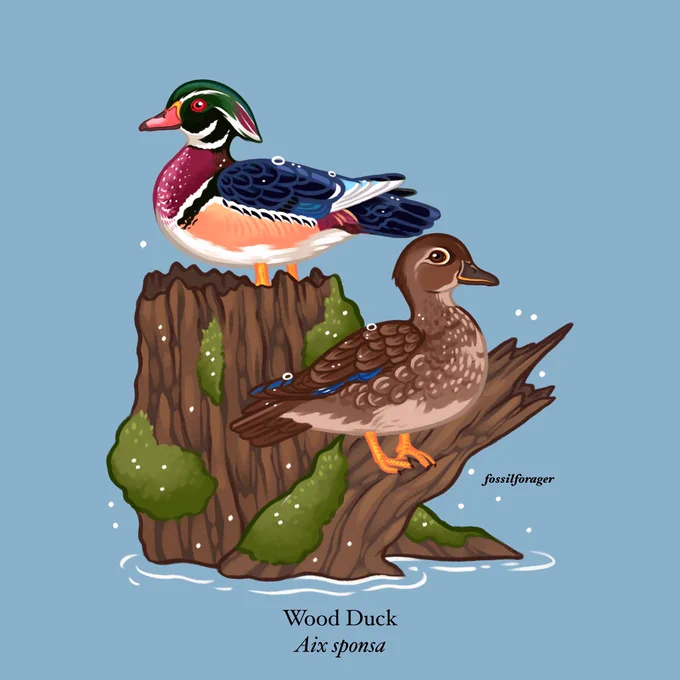 Happy #PortfolioDay!  I'm Nicole, an illustrator + designer who is passionate about ecology &amp; the natural world! Would love to work on some science comm projects/freelance!!   