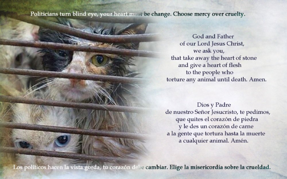 girasol2201's tweet photo. @EevaPaavilainen #ChinaTheLandOfAllEvil   #BoycottChina #EndAnimalCruelty 
#StopAtrocity #ExposingTheAtrocities
#YulinDogMeatFestival
#CatMeatTrade https://t.co/8GqUOqroWr