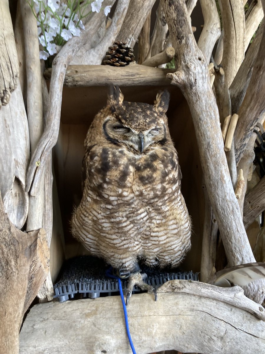 かんのギャラリー (@kansmemory) on Twitter photo 