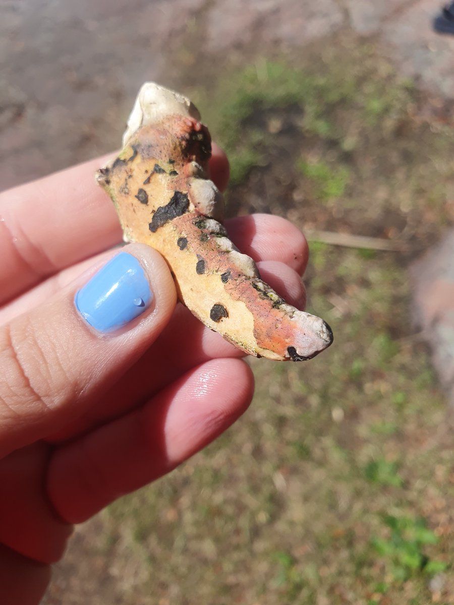 Jag gör comeback med en benbit. Ni identifierade grävlingskäken. Vad kan detta vara?