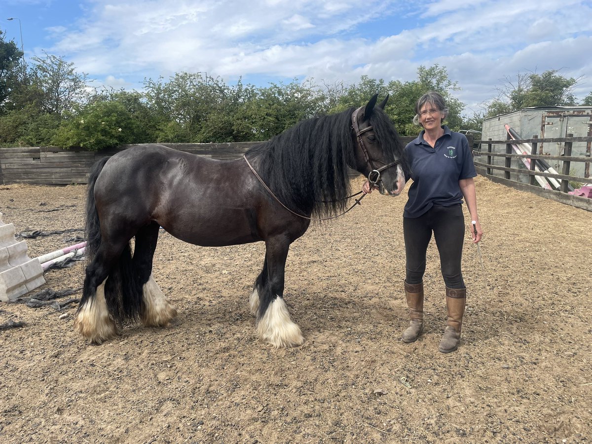 Rosswayrda's tweet photo. Fingers crossed that Darcy passes the vet and will join us in time for the start of next term. She looks great and will help our adult riders and perhaps those wanting to drive instead of ride. Exciting times https://t.co/2ok8nsk6ek