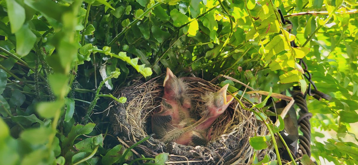 cattivaoui's tweet photo. 24 hours later. Hungry little ones #Robin's growing on the front porch in the fern of 🙃 https://t.co/Kr8xrtWNI1