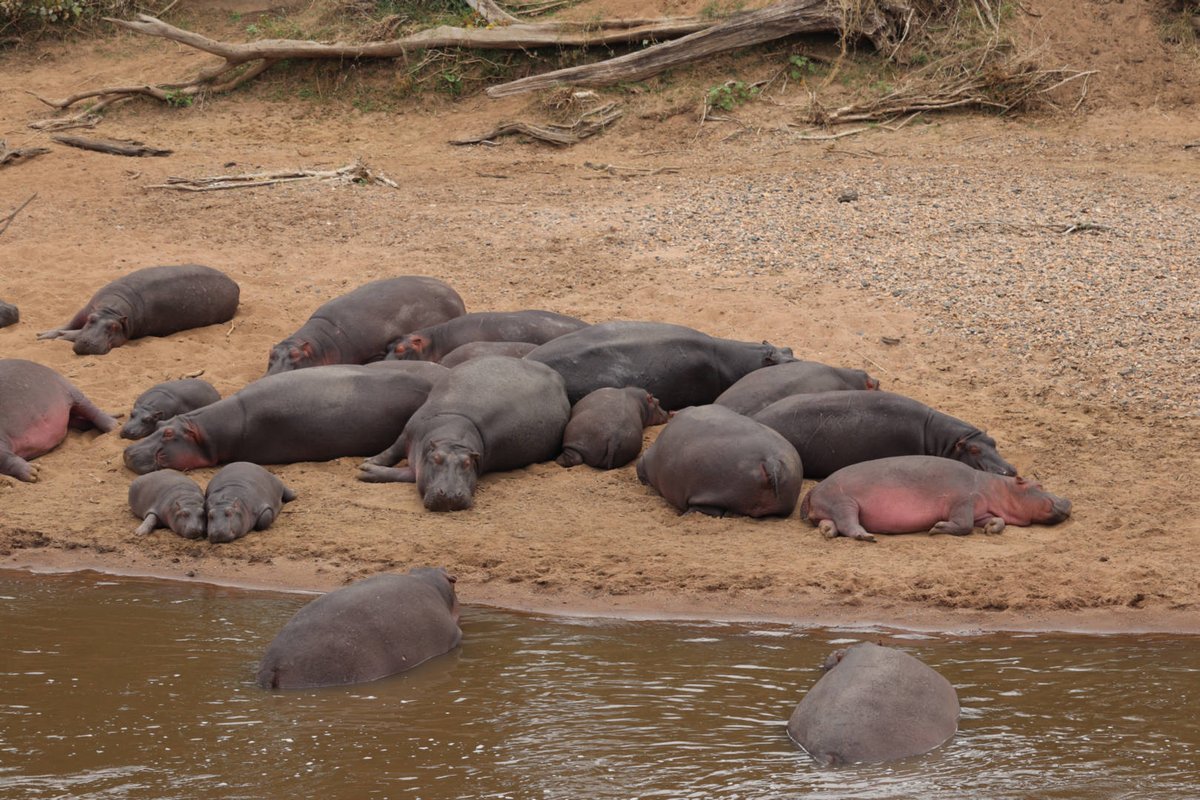 CampCastel's tweet photo. When life gives you insomnia, channel your inner hippo and embrace the night. Just don't forget to set your alarm for the morning nap at sunrise π
π¦
#Gamespotting
#MaasaiMara #TembeaKenya #Magicalkenya #safari #nature #CastelMara https://t.co/OvUwcfzBG0