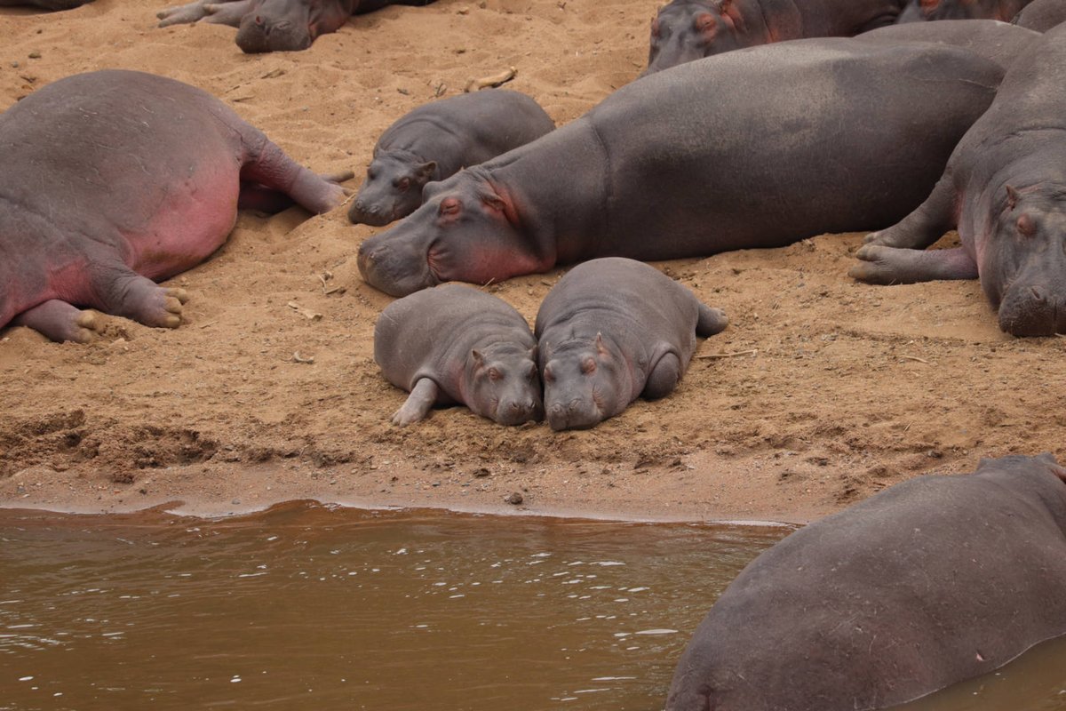 CampCastel's tweet photo. When life gives you insomnia, channel your inner hippo and embrace the night. Just don't forget to set your alarm for the morning nap at sunrise π
π¦
#Gamespotting
#MaasaiMara #TembeaKenya #Magicalkenya #safari #nature #CastelMara https://t.co/OvUwcfzBG0