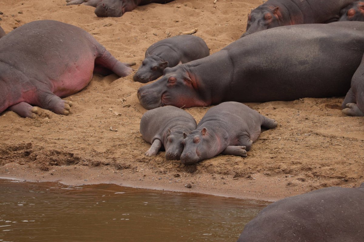 CampCastel's tweet photo. When life gives you insomnia, channel your inner hippo and embrace the night. Just don't forget to set your alarm for the morning nap at sunrise π
π¦
#Gamespotting
#MaasaiMara #TembeaKenya #Magicalkenya #safari #nature #CastelMara https://t.co/OvUwcfzBG0