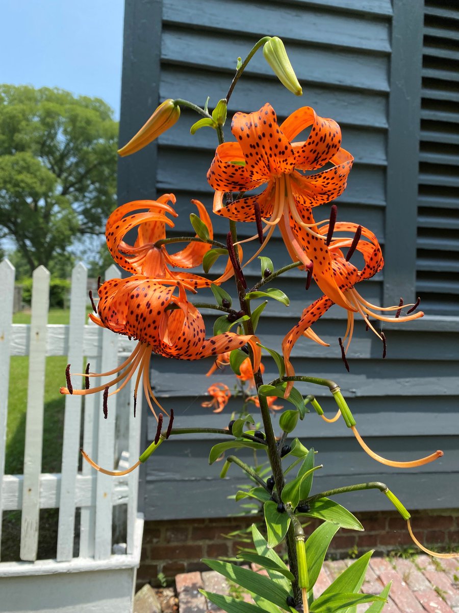 SomersetPlaceHS's tweet photo. What’s blooming at Somerset now, you ask? Phlox, red salvia, tiger lily, and purple coneflower!!
#SomersetPlace #NCHistoricSite #History #FlowersOfTwitter #NorthCarolina https://t.co/DI6ZETgJUz
