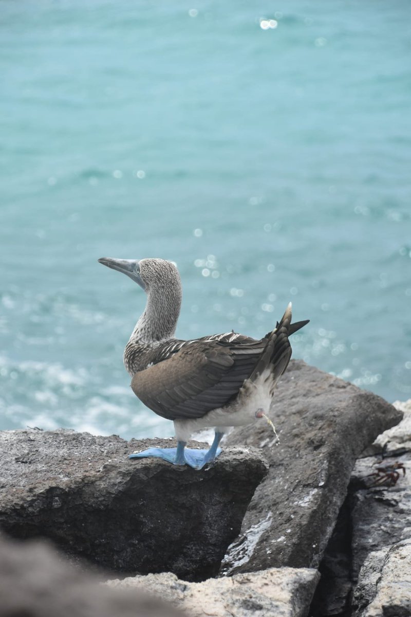 UH_EcoEvo's tweet photo. Our students at Galapagos got a bit too good at observing animals at every moment....
#coogsabroad #galapagos #BlueFootedBooby @UHouston https://t.co/BWqfdEYhGz