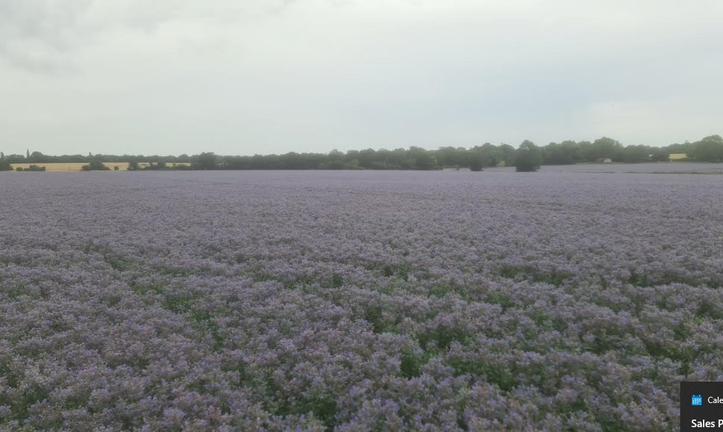 The total noise of bees and the overwhelming smell of Cucumbers.. If you know, you know!