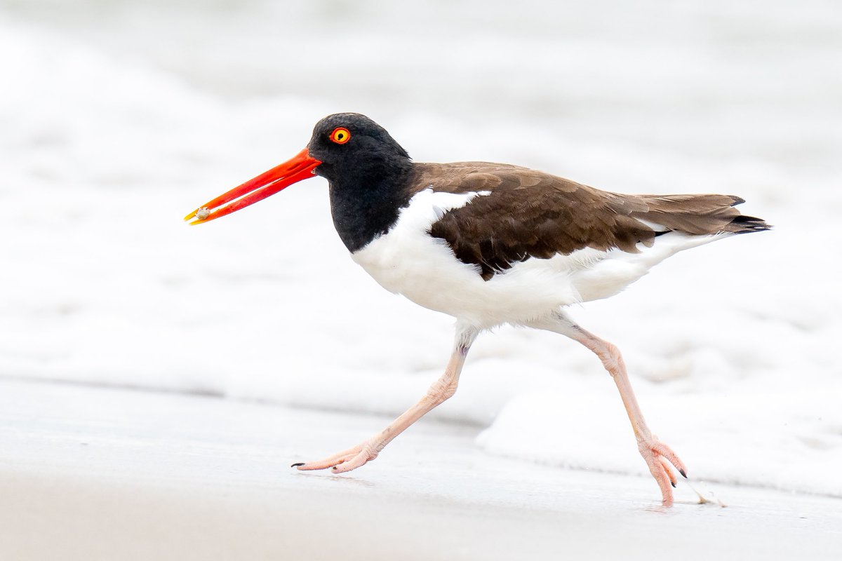 American oystercatcher looking gleeful to me as she prances away from the incoming tide with a tasty sand flea in her beak. American oystercatchers with an eye fleck are usually female! (Queens, New York)

#birds #birdwatching #nature #wildlife #sharetheshore