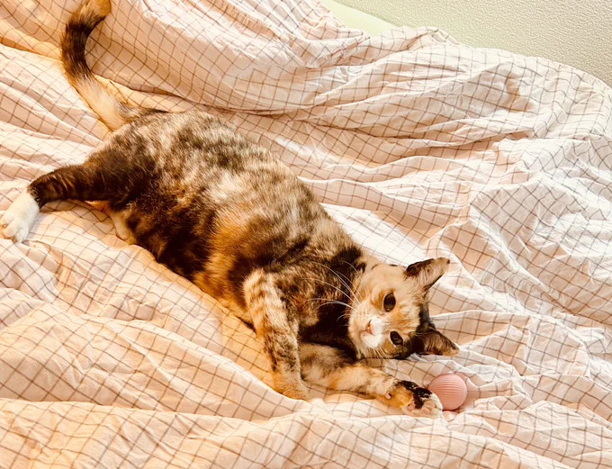 シパちゃんと新しいシパちゃんボール