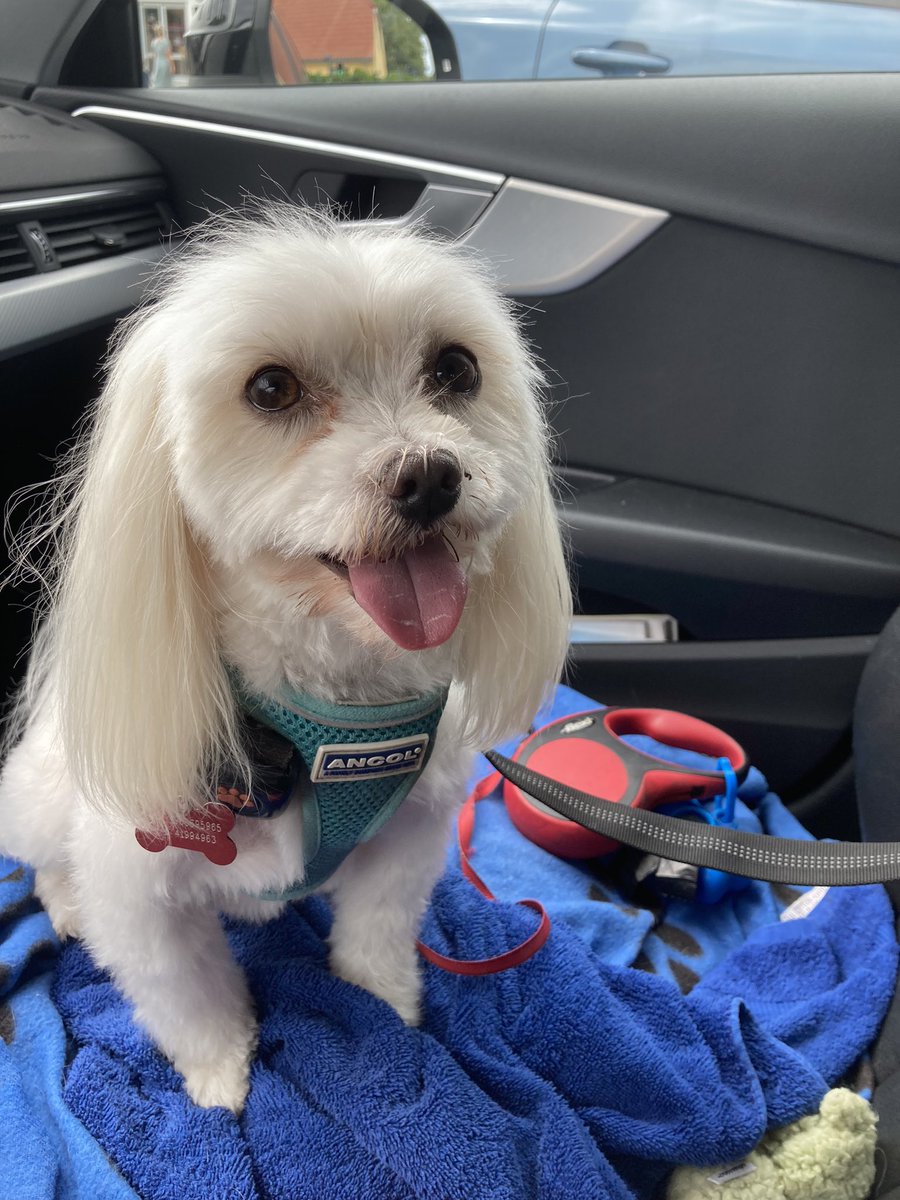 Jackmaltese2017's tweet photo. Haircut day! https://t.co/i3rhkqyyZz