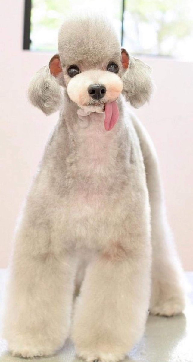 dailycurseddog (@dailycurseddog) / Posts / X