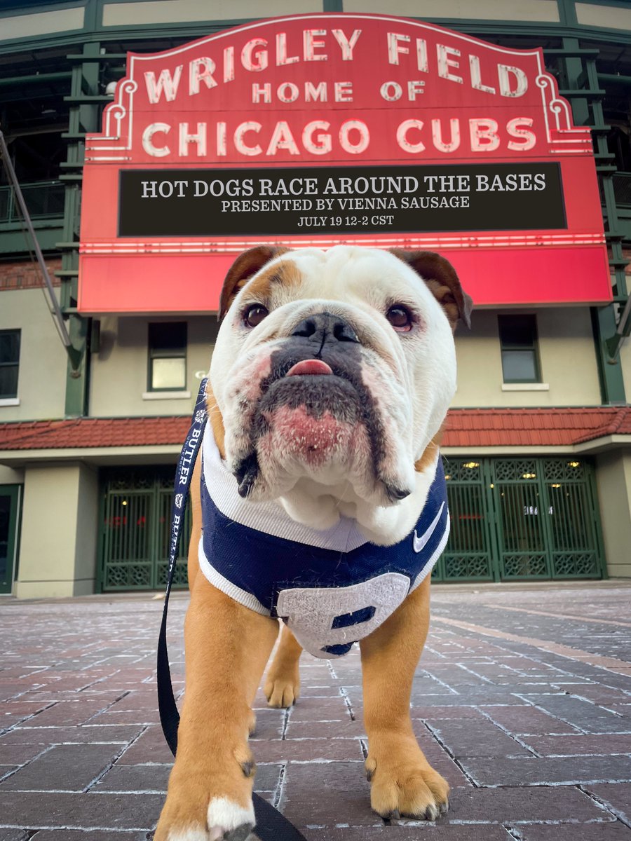 TheButlerBlue's tweet photo. Calling all Chicagoans, I am headed back to Wrigley Field! Your favorite doggo is helping host the (Hot) Dogs Race Around the Bases presented by Vienna Beef with the Chicago Cubs. More info: https://t.co/8aLpQSgCsX https://t.co/0g15sTH34s