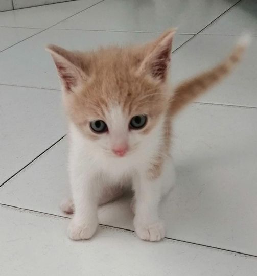 Nessuna richiesta x Rose🥺
Una micina tanto bella e delicata 🥰
Ha fatto  il primo vaccino
Due mesi, ama curiosare e dare bacini💞
Vogliamo trovarle una bella famiglia?🏡❣️
Rose è a Pagani (SA) ma arriva ovunque dopo iter adottivo e  con obbligo di sterilizzazione 
Tel 3792627931