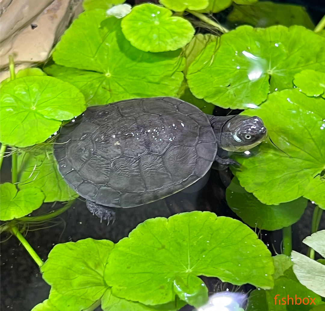 fishbox_si's tweet photo. Po napornem plavanju se prileže dremež na plaži 😎
/ Pelomedusa subrufa / African helmeted turtle /
⚓️ https://t.co/olI1BJpO8t
#akvarij #akvaristika #akvarijskeRibe #novo #btcLjubljana #terarij #teraristika #PelomedusaSubrufa #Pelomedusa #AfricanHelmeted #Turtle #zelva #turtle https://t.co/gawz5BSZIr