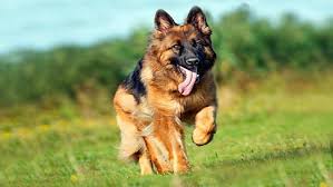 spr trial-1 tweet media