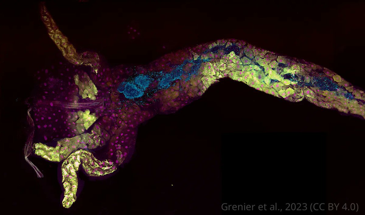 eLife - the journal tweet media