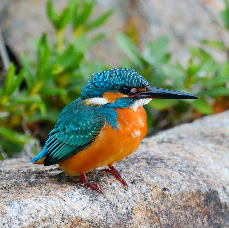 Best Deals of the Year - mailchi.mp/petmountain/ba…