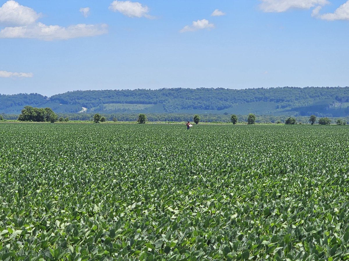 ar_verification's tweet image. Yell County Soybeans looking good after 1.1&quot; rain. Insect pressure remains low and mountains make for a great background.