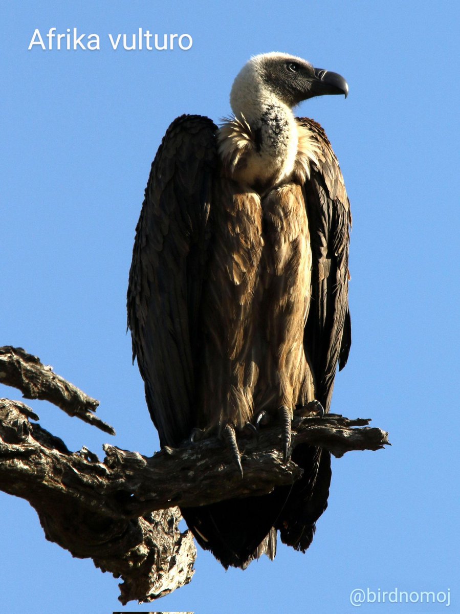 Afrika vulturo 🌍 #Afrikajbirdoj | #Esperanto #birdnomoj #birdoj🦩