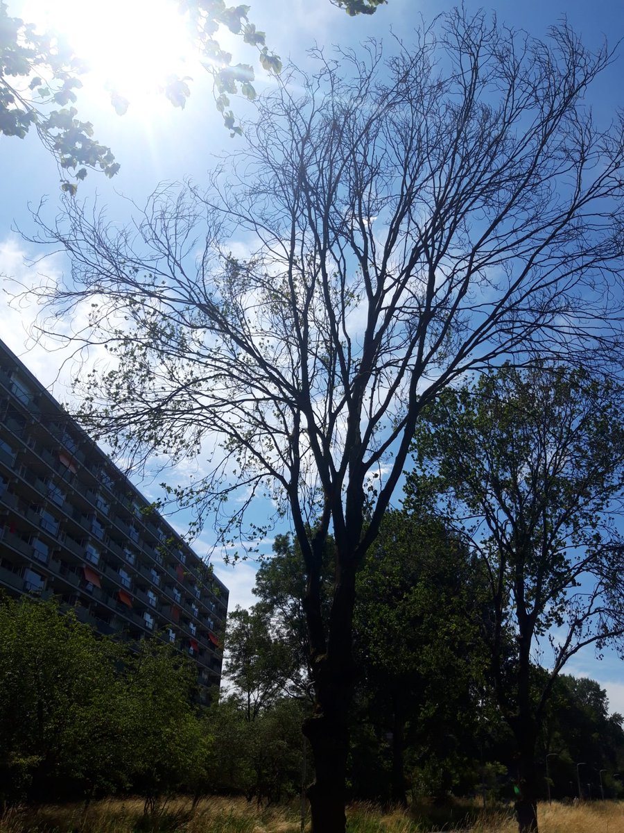 We zijn midden in de zomer bomen aan het omzagen. Deze bomen zijn iepen die getroffen zijn door de voor iepenbomen besmettelijke en dodelijke iepziekte. De boom krijgt gele takjes en sterft daarna af. We halen ze in verband met de besmetting direct weg.