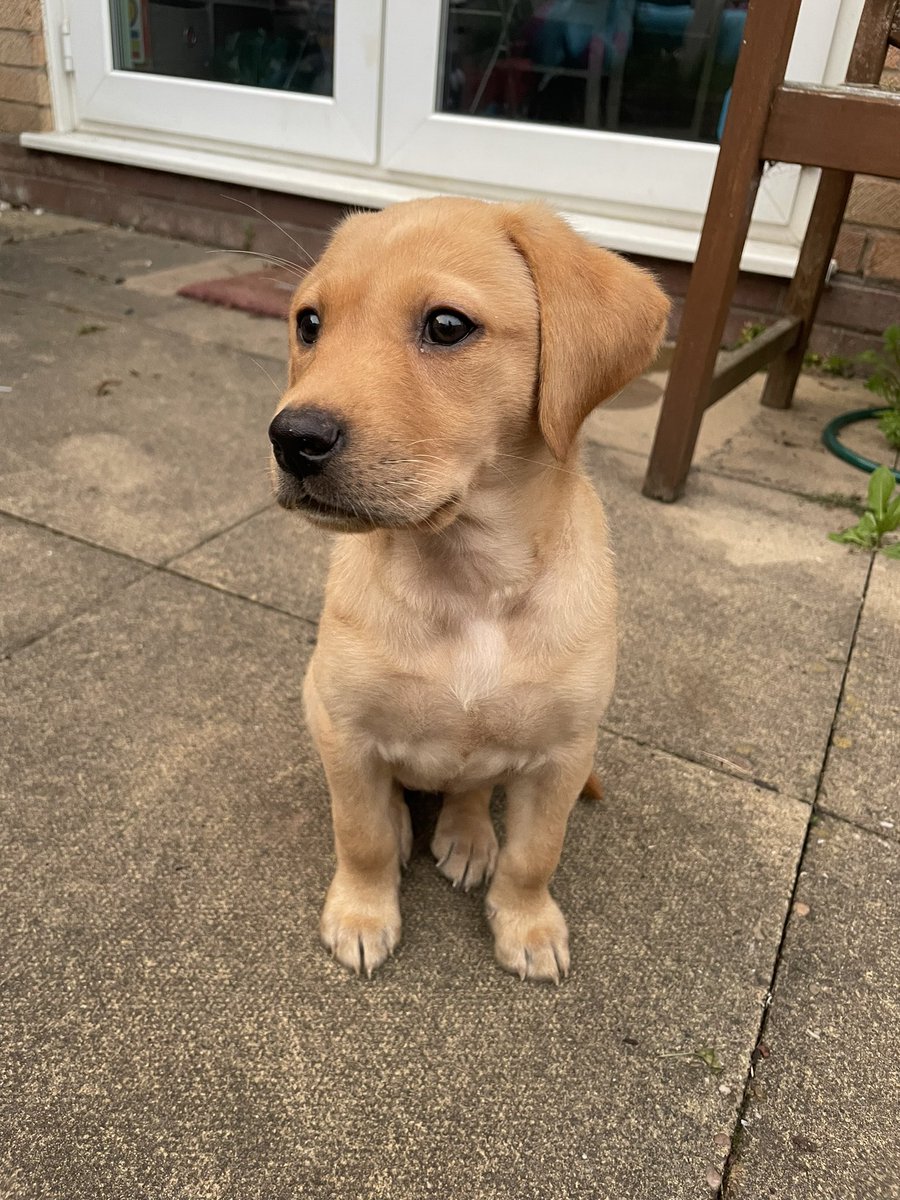 The face of someone that does not want to sit in the rain to have a wee, and would rather just be in the house 🤣