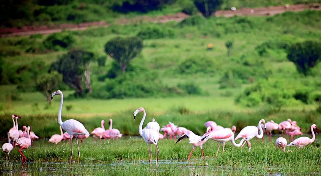 DID YOU KNOW?

Uganda is host to the Lesser Flamingos usually seen at Lake Munyanyange in the Katwe area of Queen Elizabeth National Park.

The Lake is an important birding space within the park and doubles up as one of the best birding spots for intent birders on a birding… https://t.co/Pt3Vod9WtE https://t.co/qf53XcPxPF