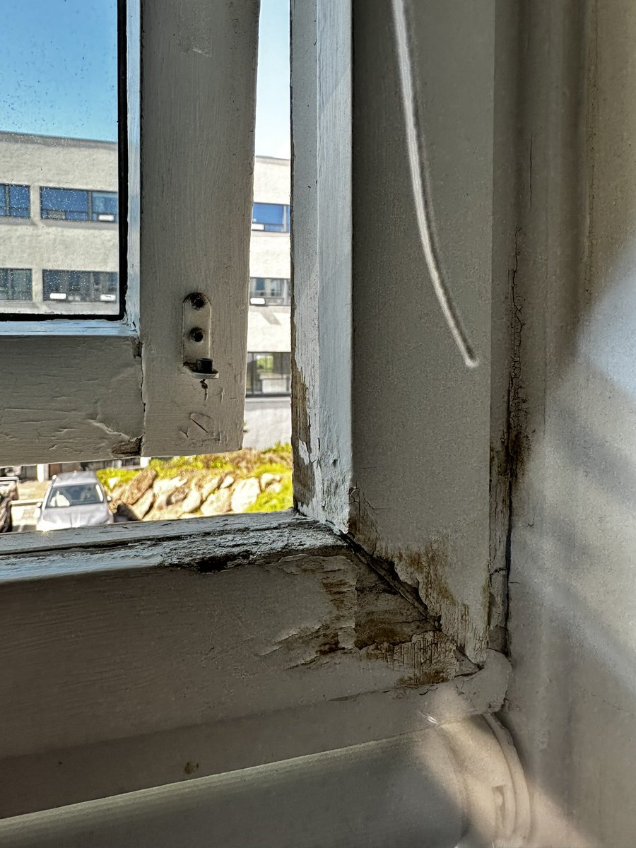 Þorbjörg Snorrad tweet media