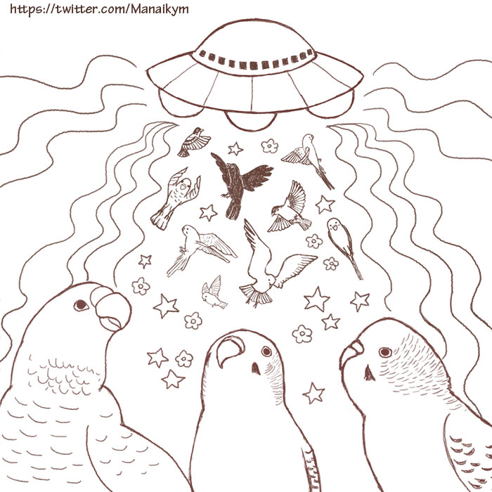 Manaikym's tweet photo. #UFO襲来 #オウム #インコ #カラス #スズメ
#UFOAttack #Parakeet #parrot #Crow #sparrow https://t.co/Nbg8gS0pvQ