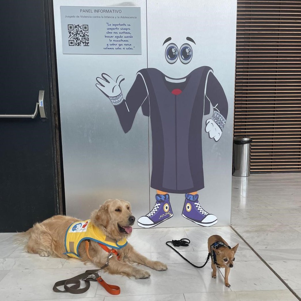 AdmPcasGobcan's tweet photo. ⚖️#Justicia incorpora tres perros de apoyo a #menores al Juzgado de Violencia contra la Infancia de Las Palmas

🎯Pretende aminorar los efectos negativos que se producen en los y las menores durante el procedimiento penal y su participación en el proceso

https://t.co/nDK4R54mDA https://t.co/PWlGCF6mIM