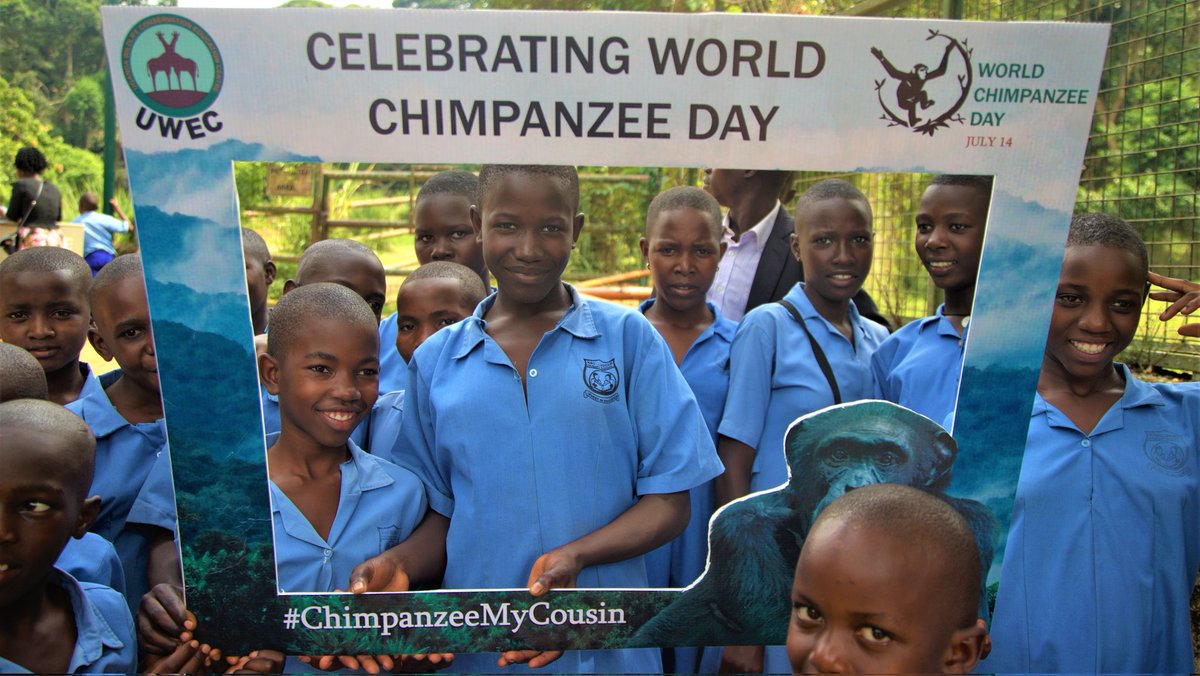 UWEC_EntebbeZoo's tweet photo. On July 14th,&amp; every day, we celebrate this unique and vital species-Chimps.  @UWEC_EntebbeZoo strives to Improve understanding by educating audiences about their uniqueness and innate value, as well as their importance to ecosystems.
#ChimpanzeeMyCousin 
#WorldChimpanzeeDay https://t.co/ocyVGb5Azx