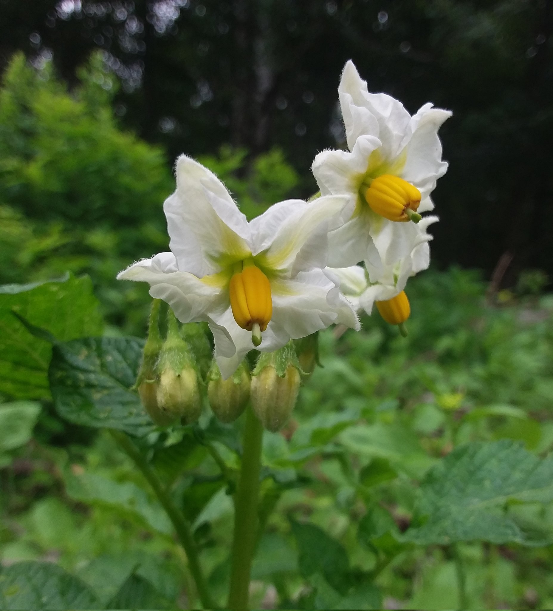 🌈IRiS🌸 on Twitter "Potatoes have pretty flowers, should one cut them