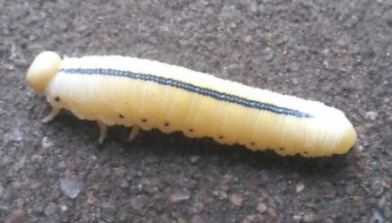 Pabajo1's tweet photo. @OntarioParks what kind of caterpillar is this? #askanaturalist https://t.co/6oZqYKfxD0