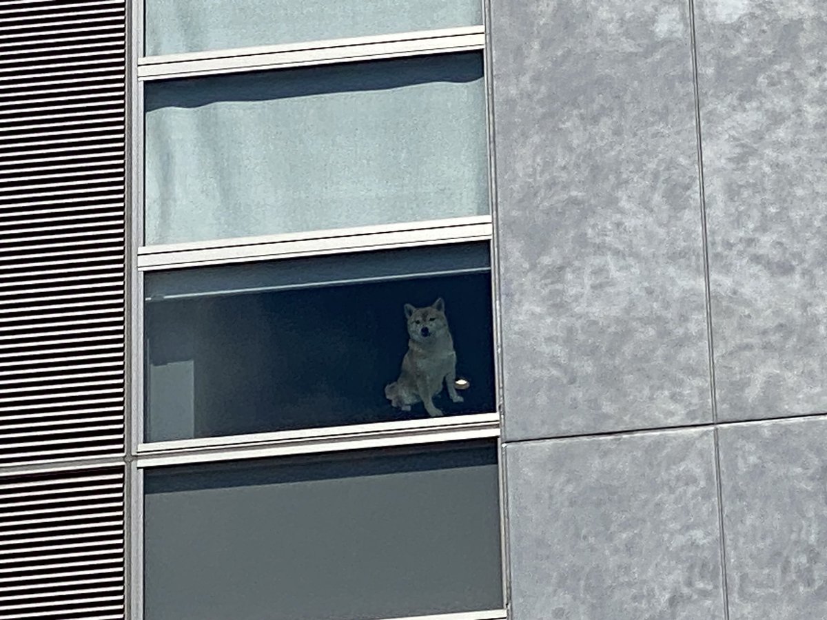 ワンコいた🐕