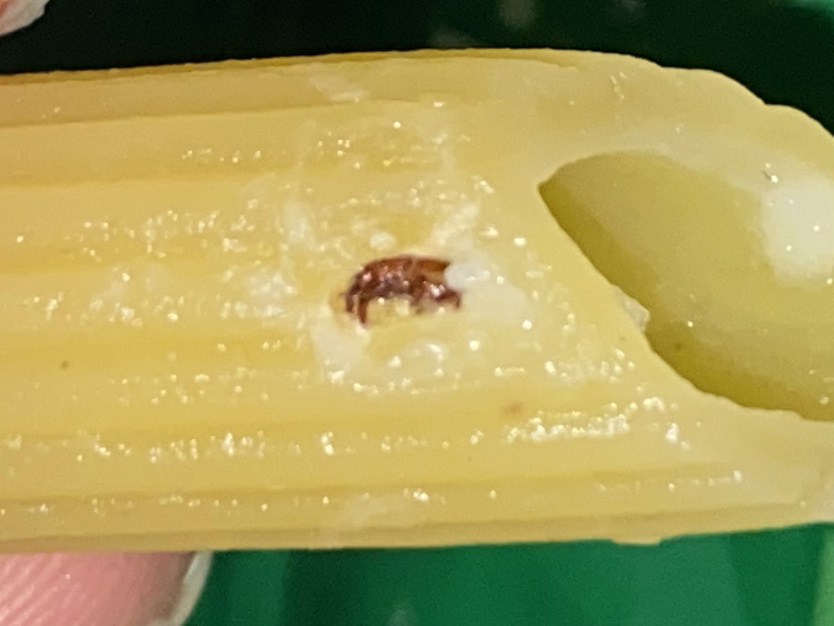 1Acher's tweet photo. Que es esto @KnorrPY ???

Ayer queriendo cocinar los fideos mostachol de la marca Knorr me encuentro con una sorpresita incrustada en la masa del fideo 

Obs: la fecha de caducidad era en 2025

Van las fotos ⚠️ https://t.co/SWnOnJwLHw
