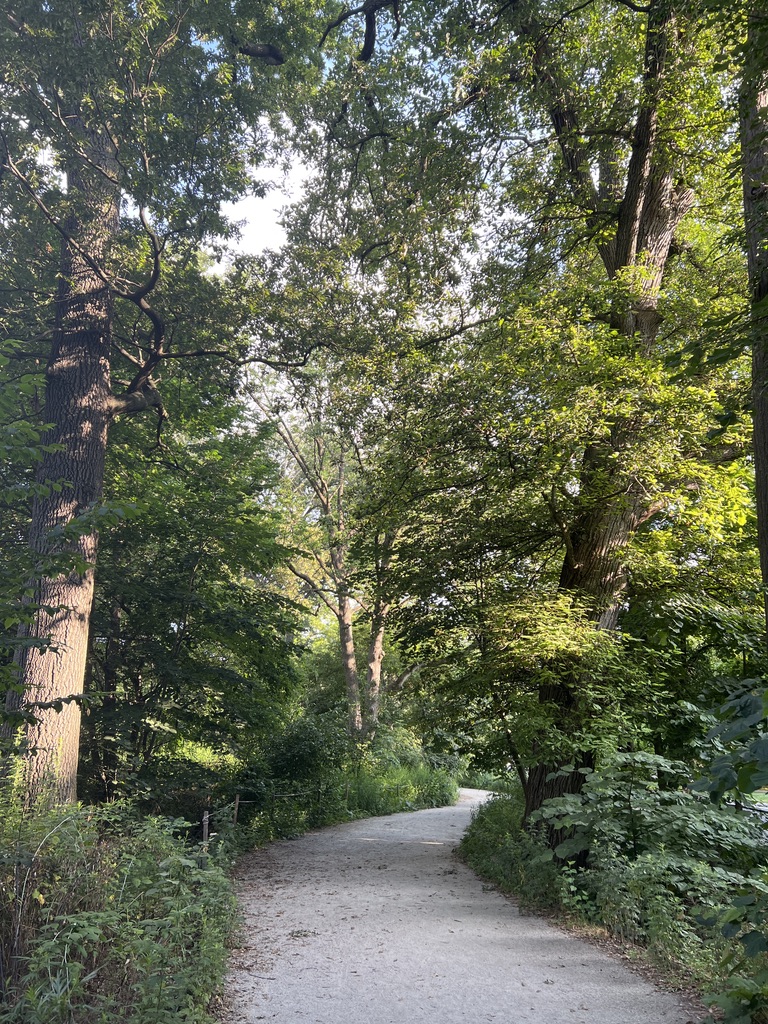 ZaZon9253's tweet photo. @DocAtCDI go for a solo run just off the beaten paths of Prospect Park .... though my favorite times are as -- or after -- the sun sets

#Brooklyn #ProspectPark #BigLoop #Running #Nature #Outdoors https://t.co/mbQrx5SEwa