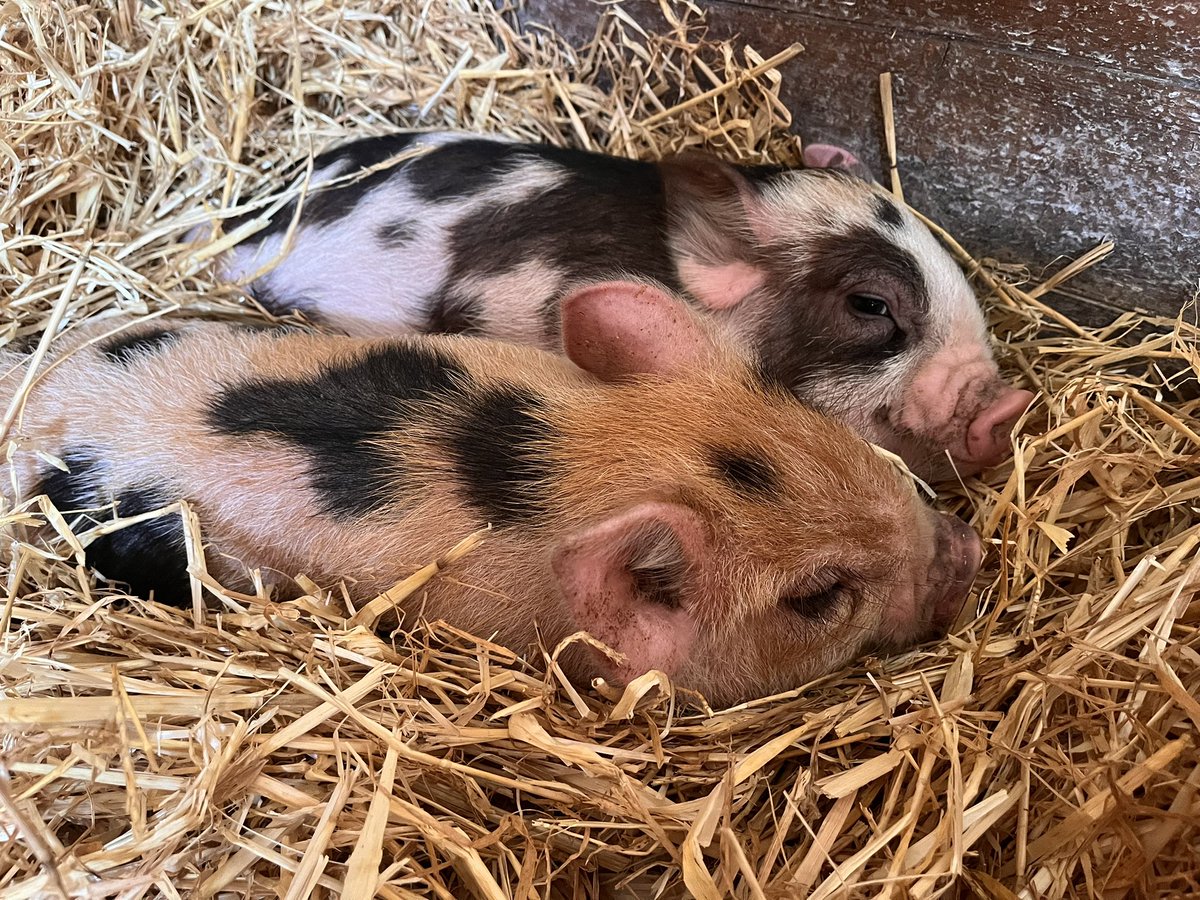 David Edmunds tweet media