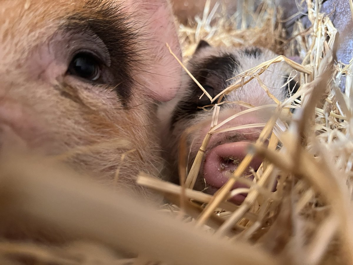 David Edmunds tweet media