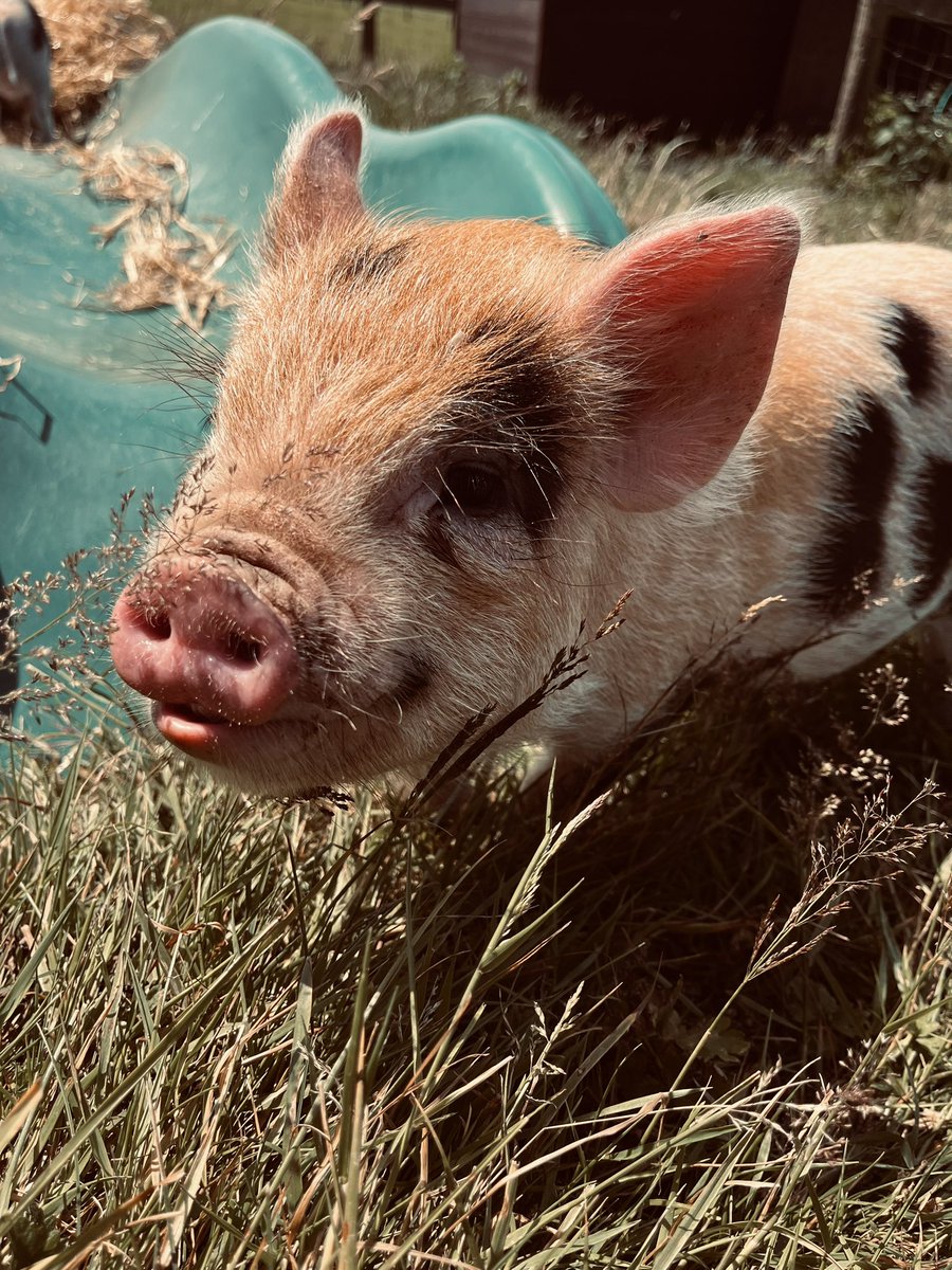 In other non work related news, we have new residents who have joined us in West Wales, meet Iggy and Travis