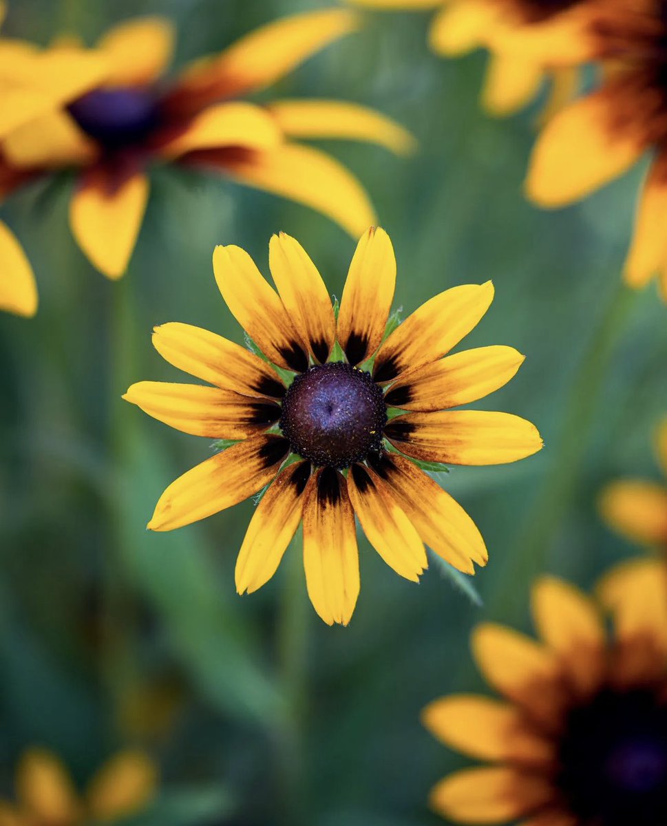 PlantSnap tweet media