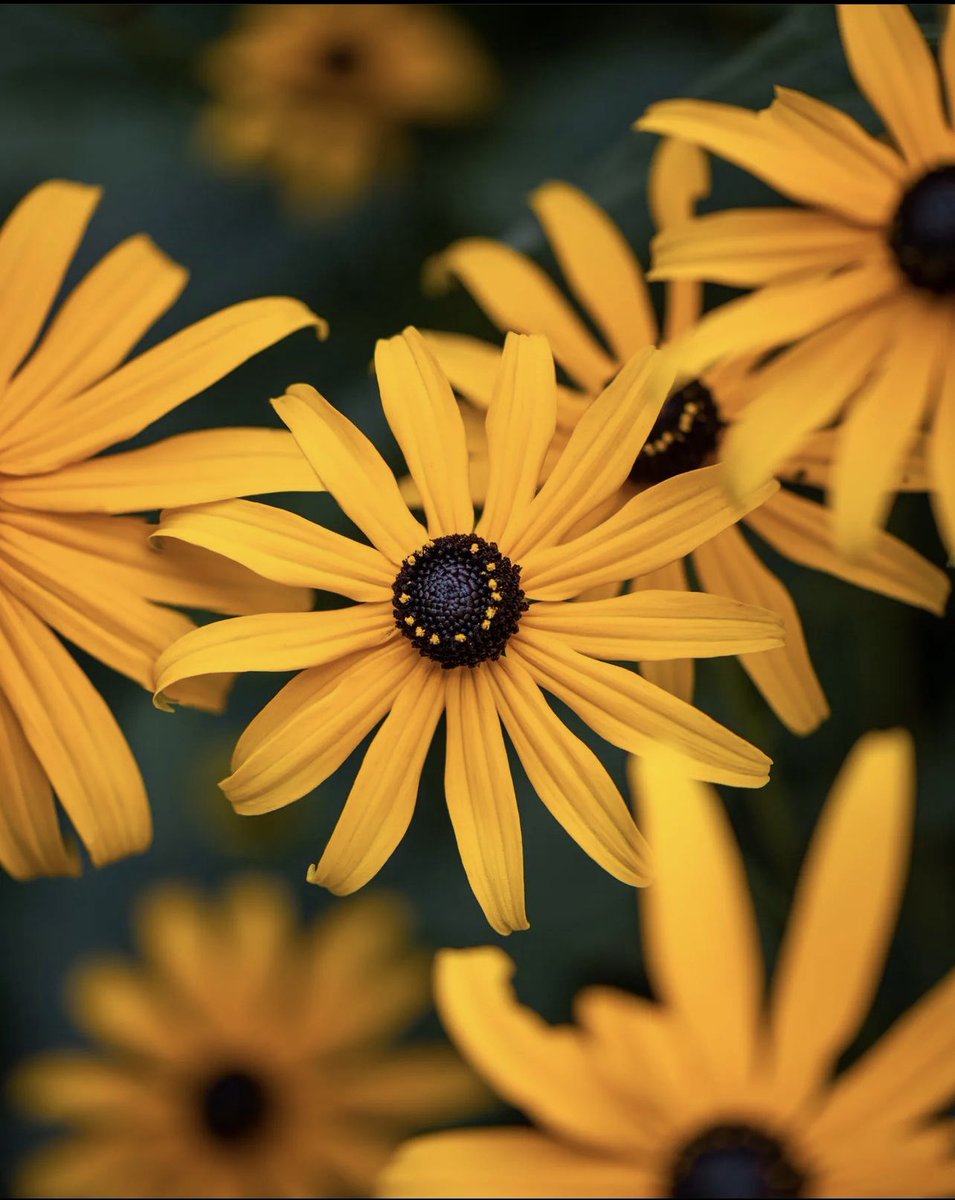 PlantSnap tweet media