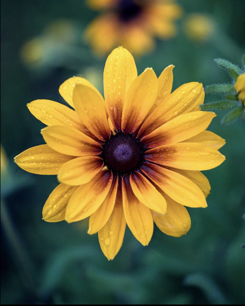 PlantSnap tweet media