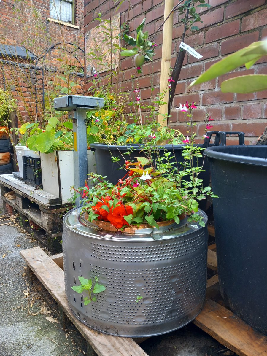 UppingIt's tweet image. If you are thinking of turning your alley into a garden, then waste nothing!  Nothing!
All sorts of junk can be turned into planters and make your alley look cool.