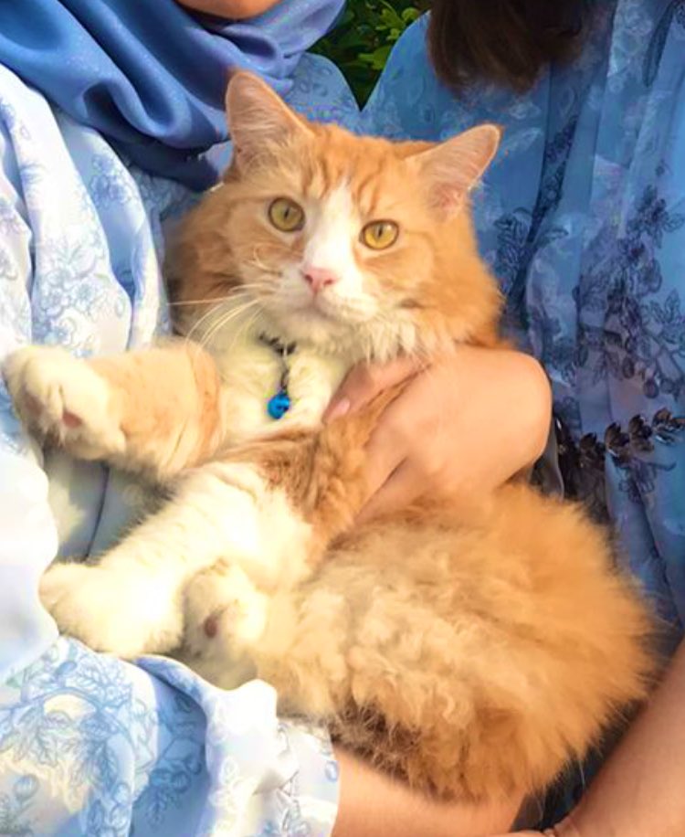 ci_archive's tweet photo. @wooddenly Ini kucing orenku namanya kitcat🐈  jd pengen bikin cahol pake gambar kucingku tp gaada waktu bikinnya😂 https://t.co/rUqg0eOS8j