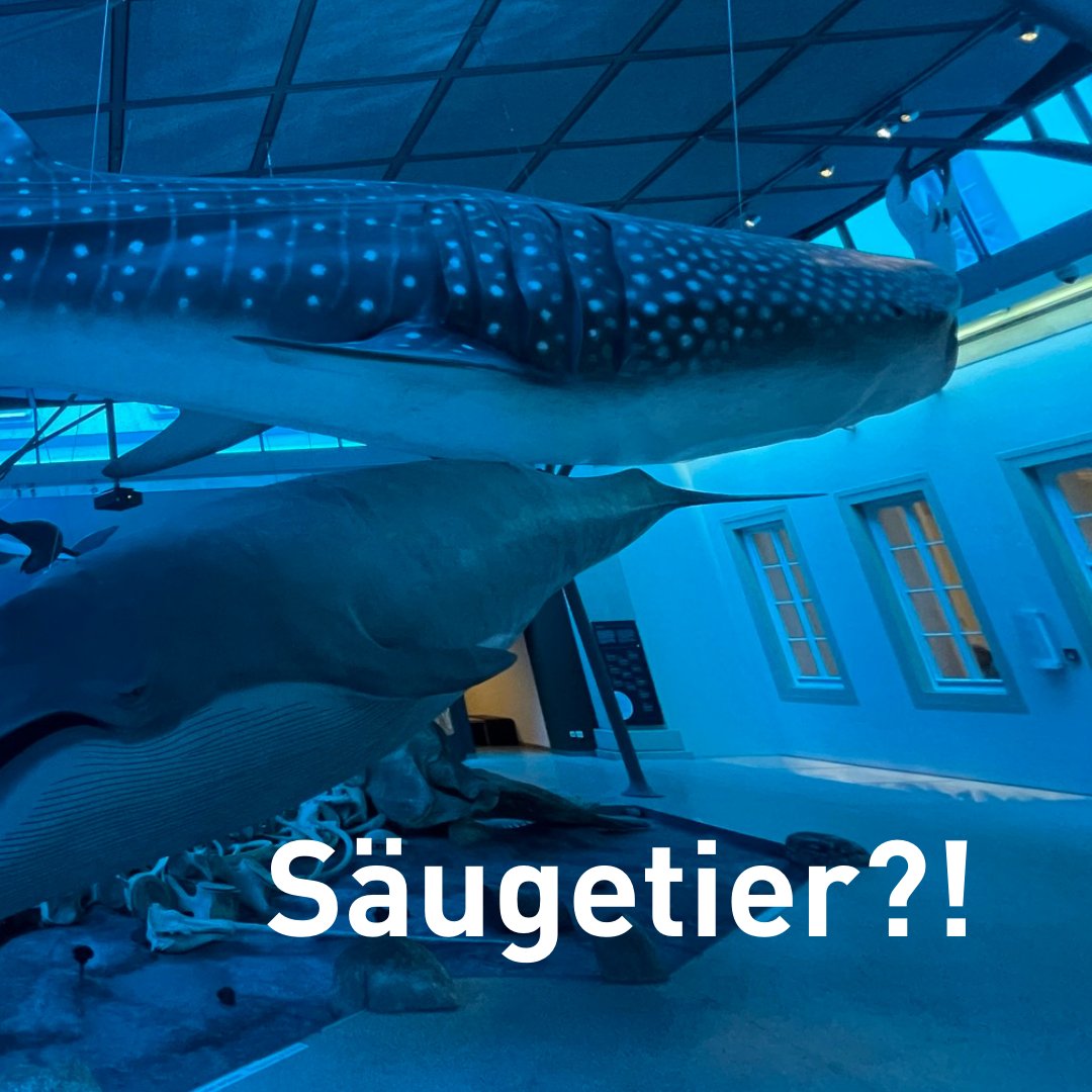 SMNStuttgart's tweet photo. #FactSnack: Was ist #Fisch? Was schwimmendes #Säugetier?
Eine senkrecht stehende Schwanzflosse, die von links nach rechts schlägt, gehört zum Fisch. Eine waagerechte Schwanzflosse, die von oben nach unten schlägt, zum Säugetier (z.B. Wal, Delfin, Seekuh).
Wusstet ihr das?
1/2 https://t.co/vAClBlzno7