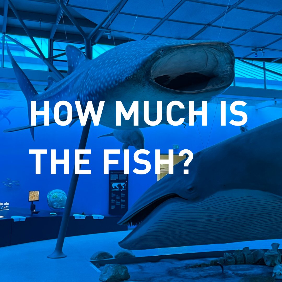 SMNStuttgart's tweet photo. #FactSnack: Was ist #Fisch? Was schwimmendes #Säugetier?
Eine senkrecht stehende Schwanzflosse, die von links nach rechts schlägt, gehört zum Fisch. Eine waagerechte Schwanzflosse, die von oben nach unten schlägt, zum Säugetier (z.B. Wal, Delfin, Seekuh).
Wusstet ihr das?
1/2 https://t.co/vAClBlzno7